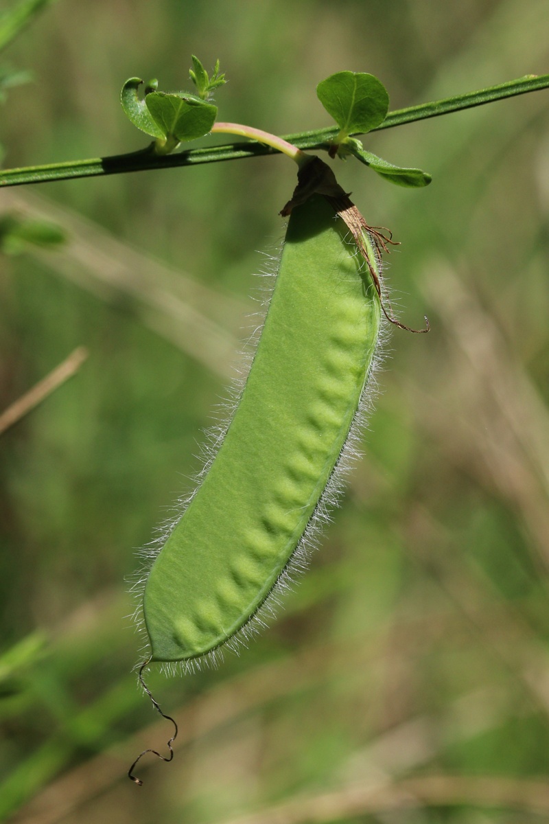 Image of Sarothamnus scoparius specimen.