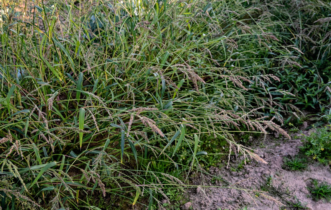 Изображение особи Echinochloa crus-galli.