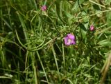 род Epilobium