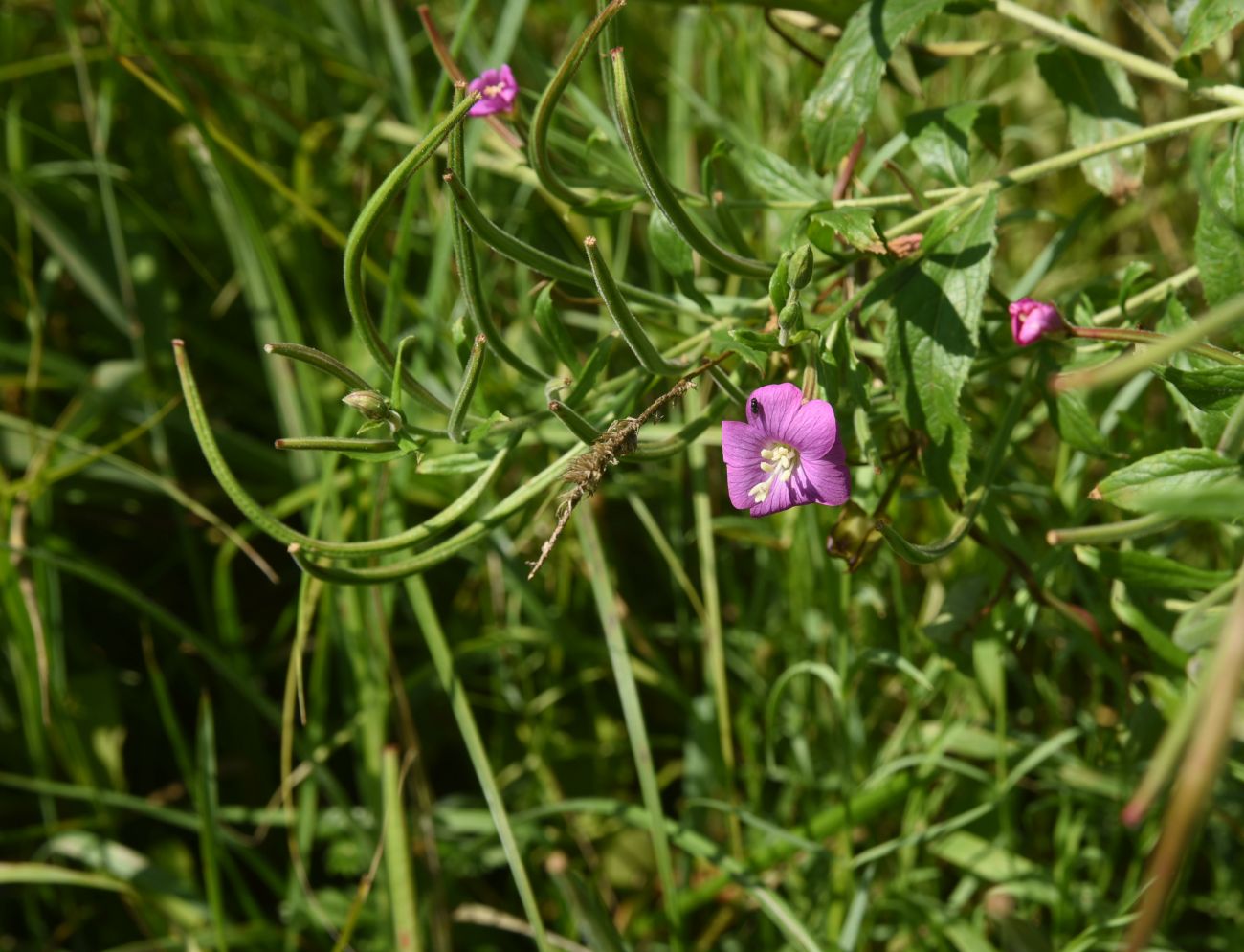 Изображение особи род Epilobium.