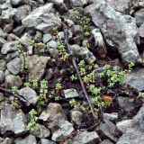 Saxifraga oppositifolia. Вегетирующие растения. Кольский полуостров, горы Хибины, долина руч. Маннепахк, щебнистое русло временного водотока. Август.