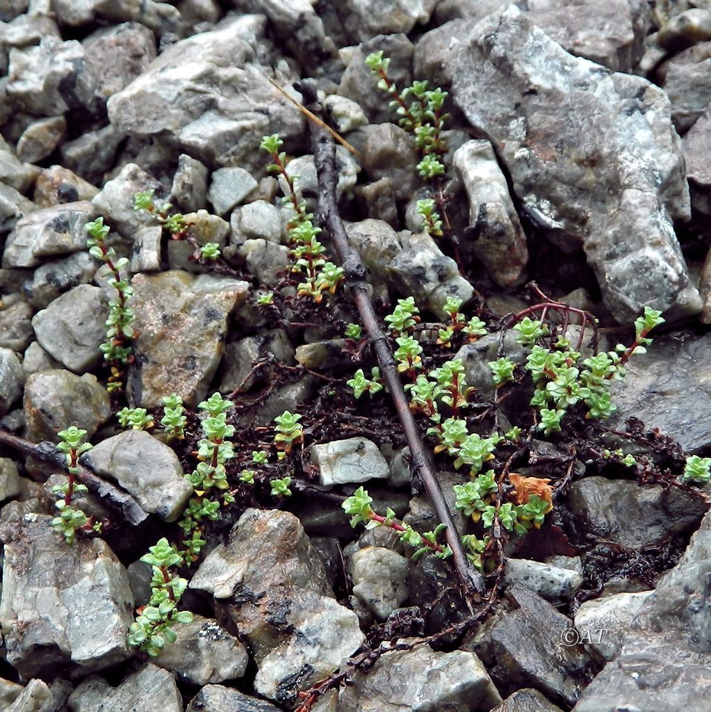 Изображение особи Saxifraga oppositifolia.