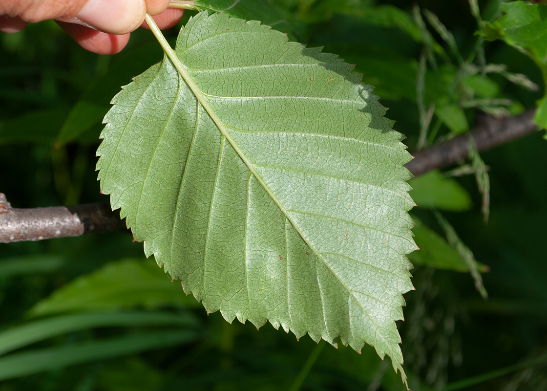 Изображение особи Betula ermanii.