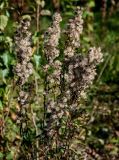 Solidago virgaurea. Верхушки побегов с соплодиями. Тверская обл., Конаковский р-н, долина р. Сестра, опушка смешанного леса. 07.09.2024.