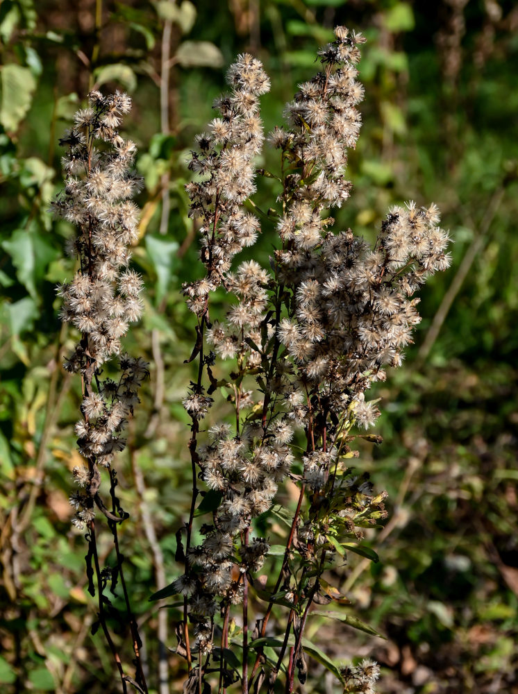 Image of Solidago virgaurea specimen.