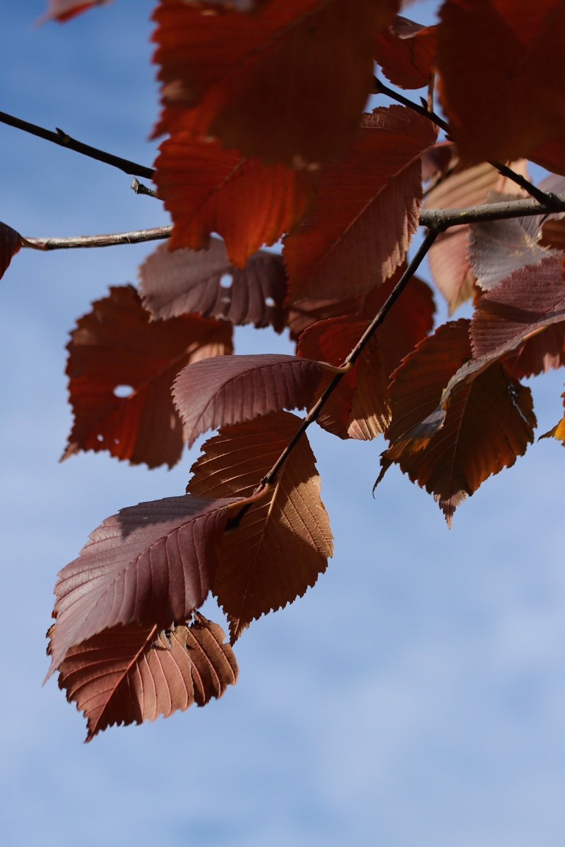 Изображение особи Ulmus laevis.