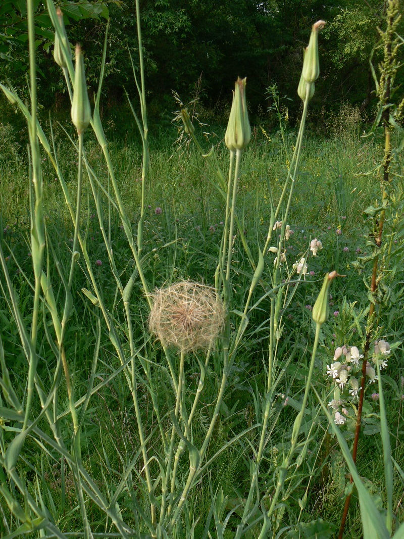 Image of Tragopogon orientalis specimen.