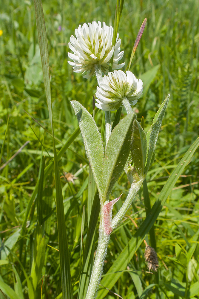 Изображение особи Trifolium montanum.