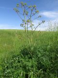 Ferula kirialovii