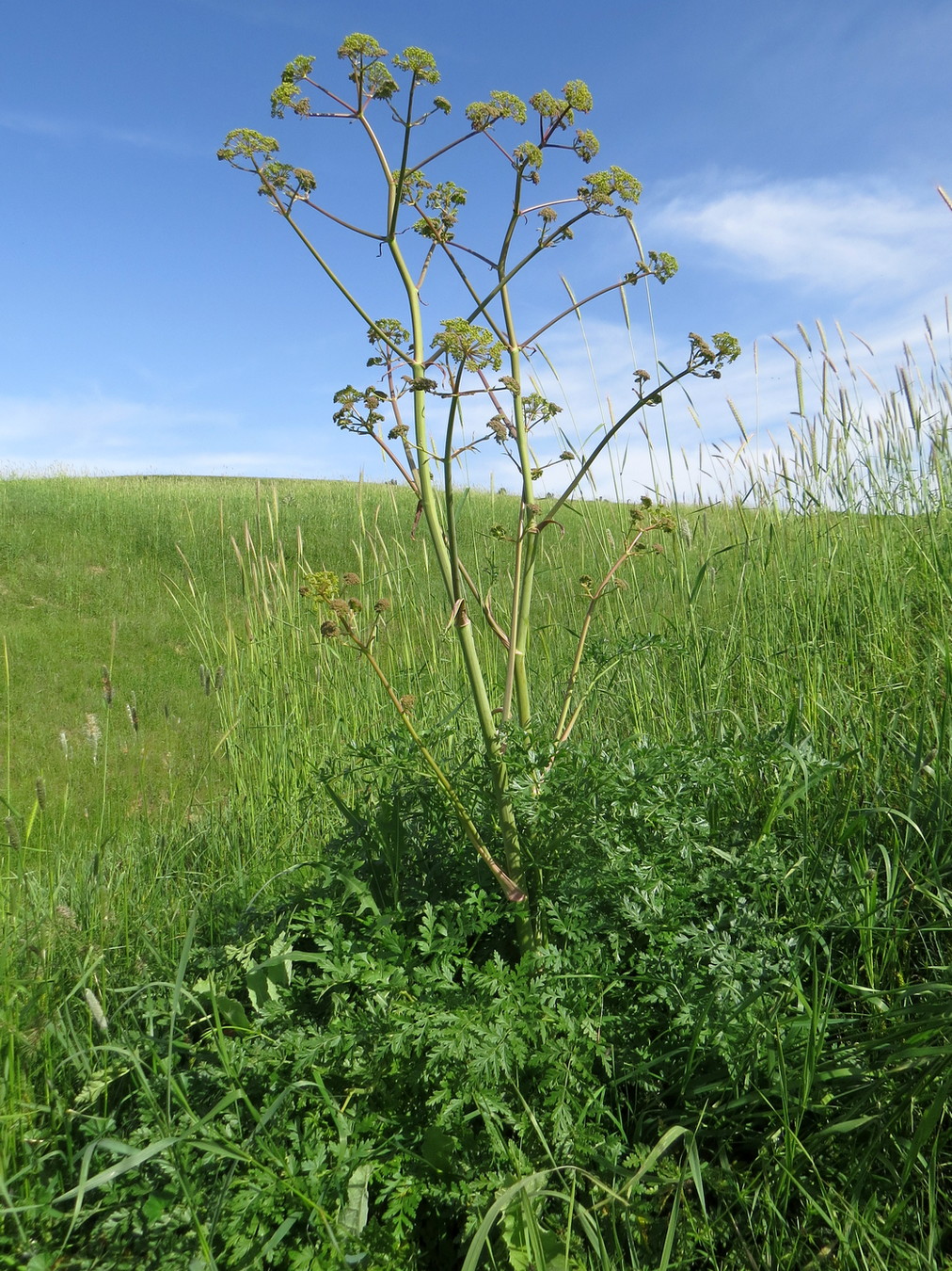 Изображение особи Ferula kirialovii.