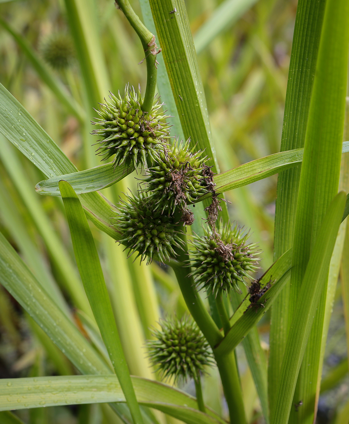 Image of Sparganium emersum specimen.