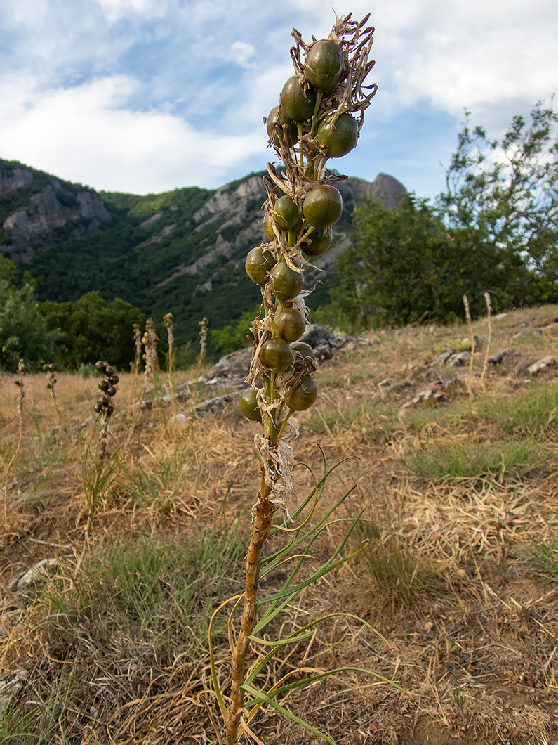 Изображение особи Asphodeline lutea.