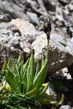 Primula turkestanica. Плодоносящее растение. Казахстан, Заилийский Алатау в окр. г. Алматы, Большое Алматинское ущ., р-н Космостанции, ≈3500 м н.у.м., задернованные моренные отложения. 27 июля 2024 г.