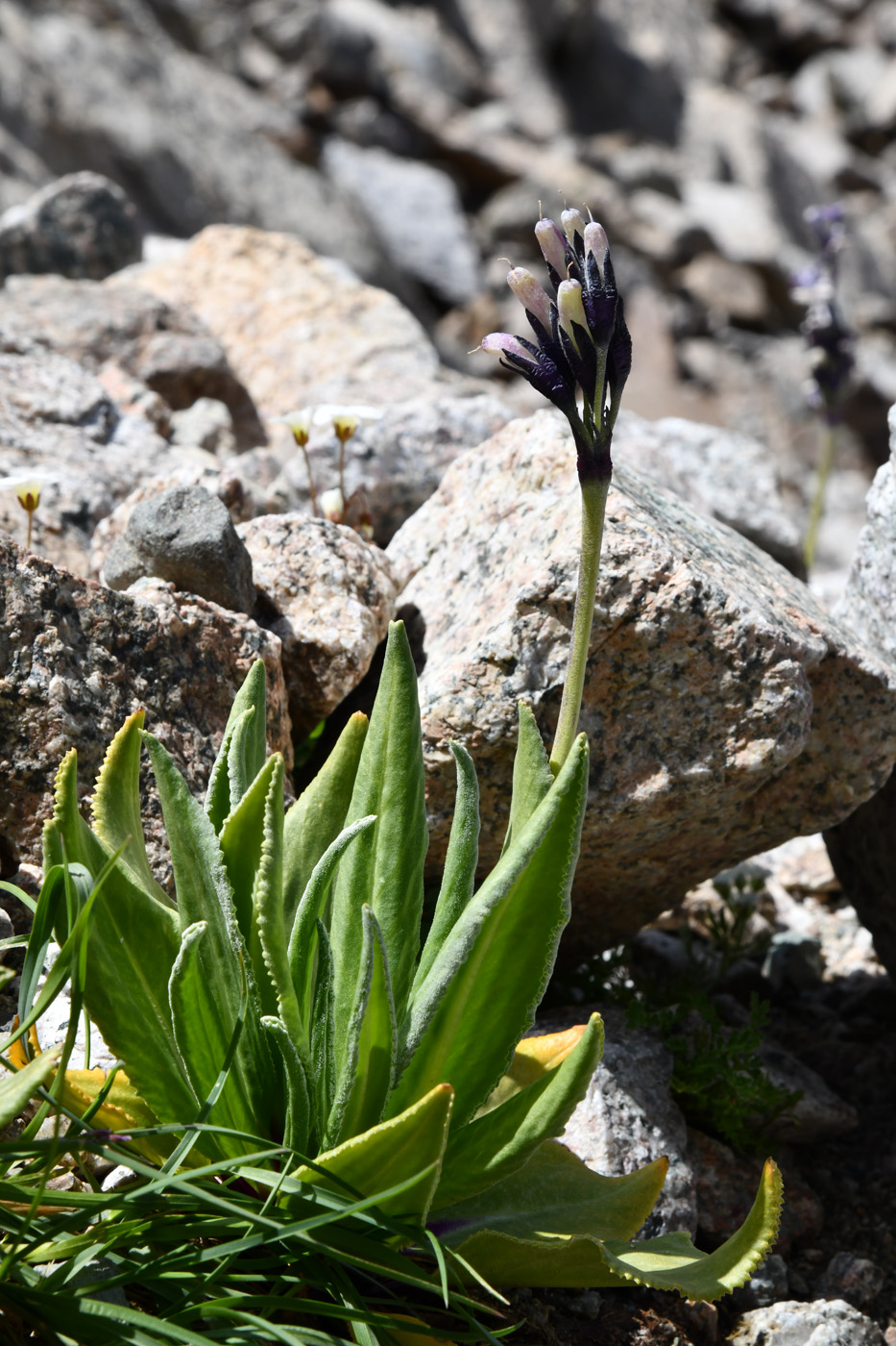 Image of Primula turkestanica specimen.