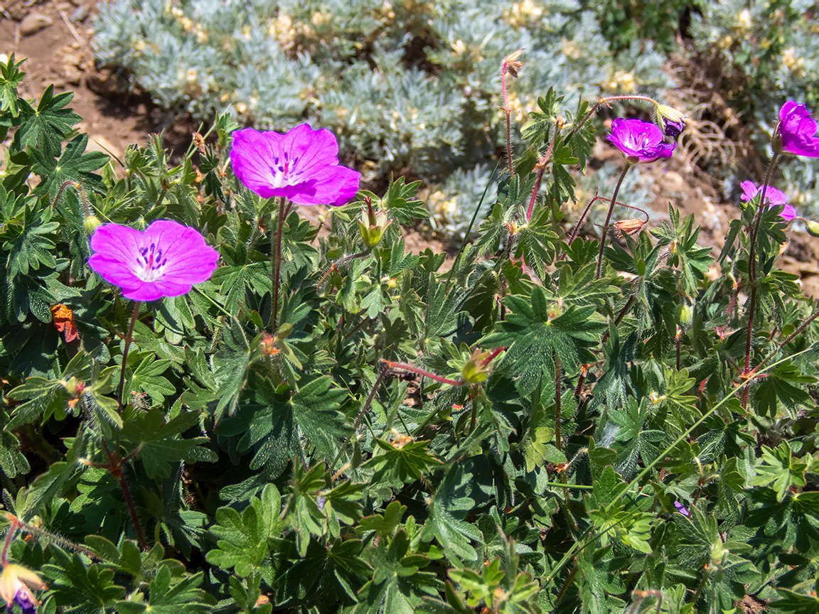 Изображение особи Geranium sanguineum.