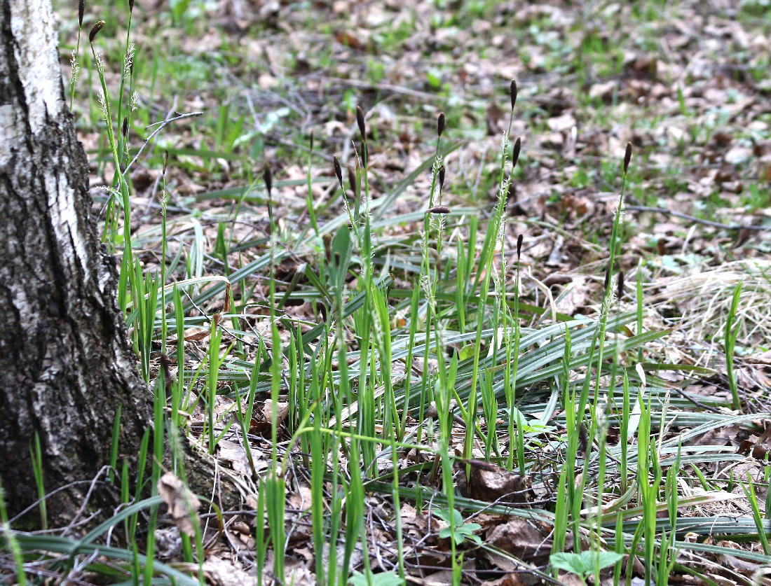 Image of Carex pilosa specimen.