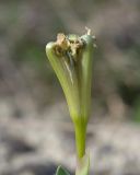 Iris pumila