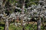 Magnolia denudata