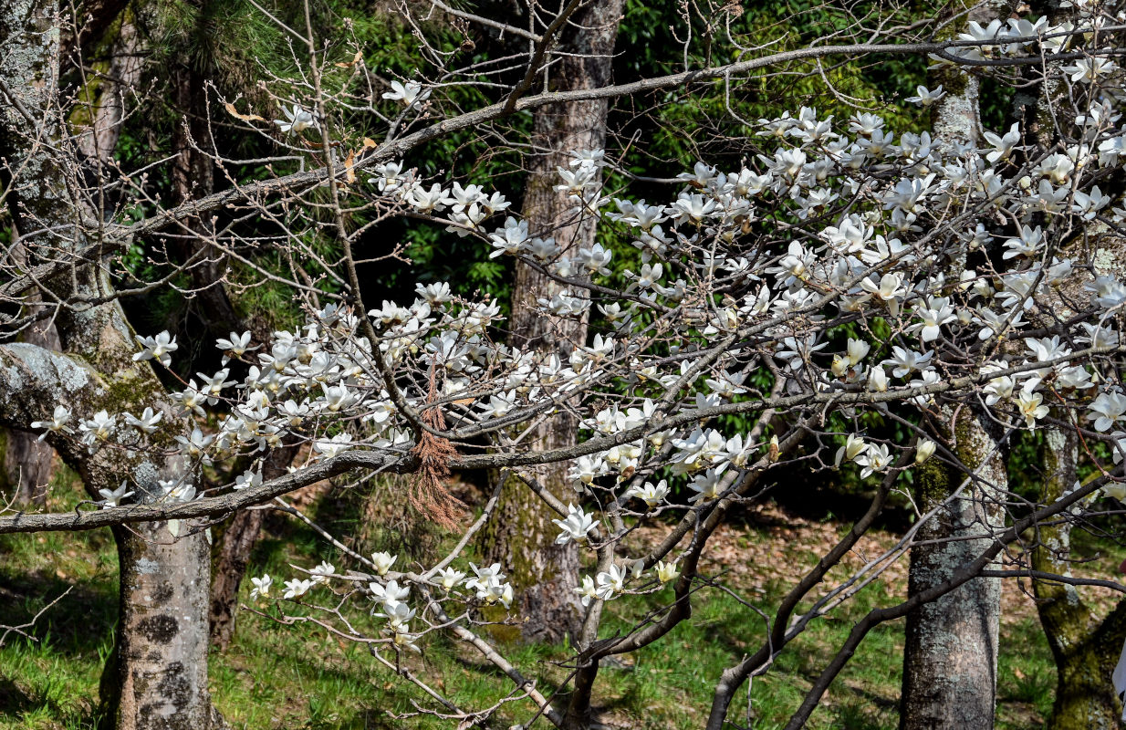 Image of Magnolia denudata specimen.