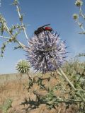 View full-size image Echinops albicaulis