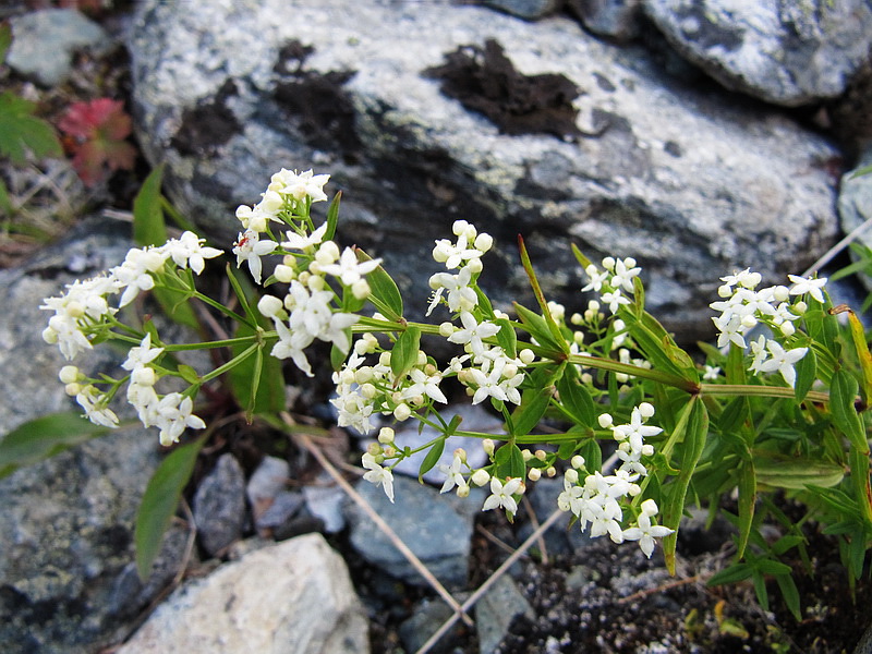 Image of Galium boreale specimen.