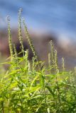 View full-size image Veronica longifolia