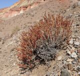 View full-size image Salsola gemmascens