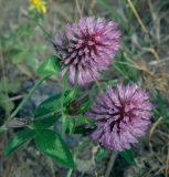 View full-size image Trifolium pratense