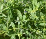 View full-size image Asperugo procumbens
