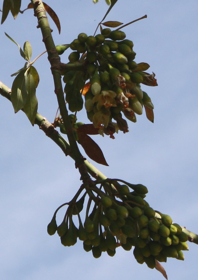 Изображение особи Ceiba pentandra.