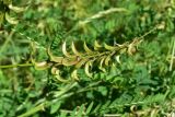 View full-size image Astragalus falcatus