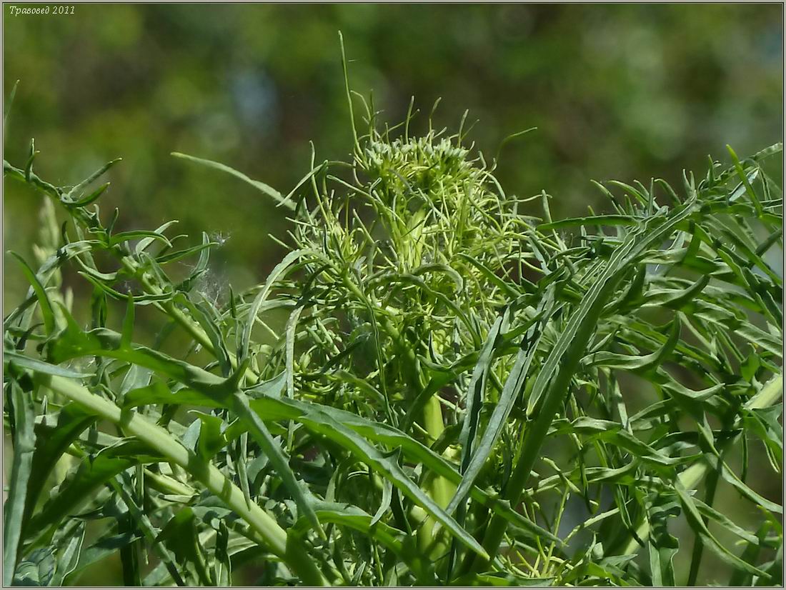 Изображение особи Sisymbrium altissimum.