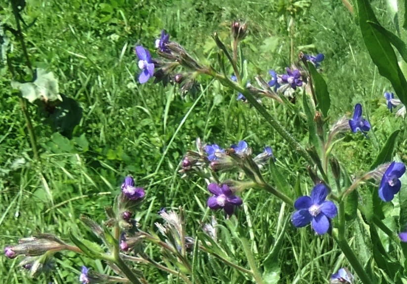 Image of Anchusa azurea specimen.