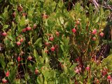 Vaccinium myrtillus. Цветущие растения. Украинские Карпаты, Межигирский район, северный склон горы Гымба на высоте около 1100 м н.у.м. 27 мая 2011 г.