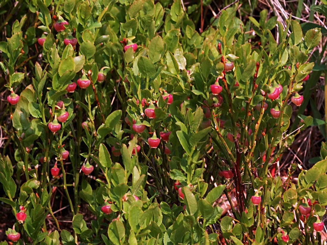 Image of Vaccinium myrtillus specimen.