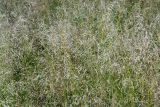 Deschampsia cespitosa. Соплодия. Московская область, Раменский район, окрестности дер. Хрипань. 19.08.2006