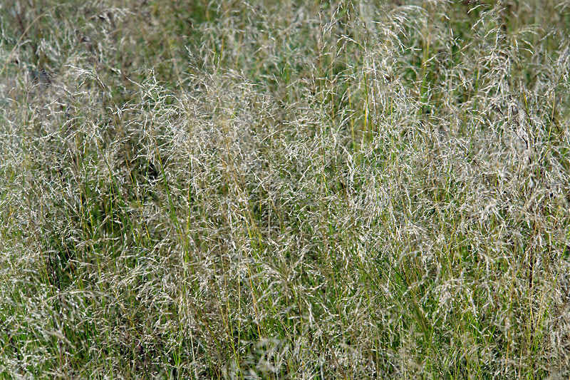 Image of Deschampsia cespitosa specimen.