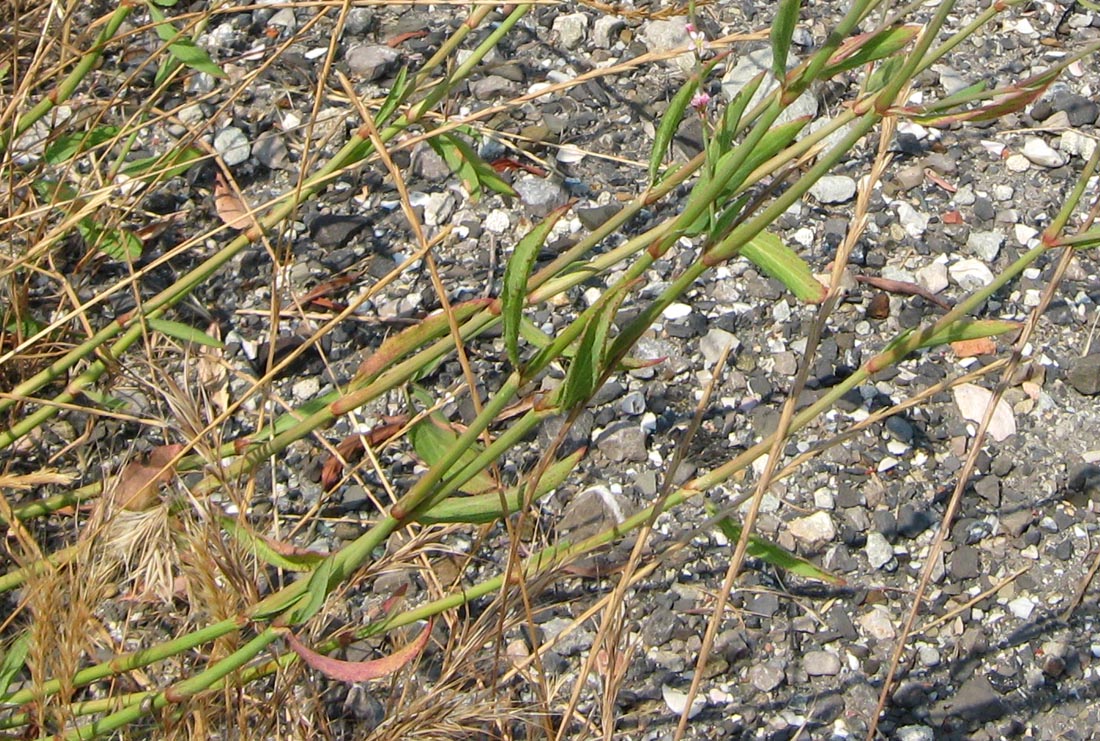 Image of Polygonum patulum specimen.