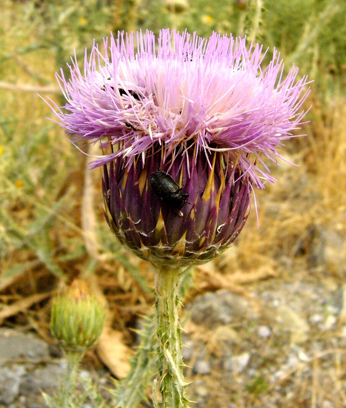 Image of Onopordum leptolepis specimen.