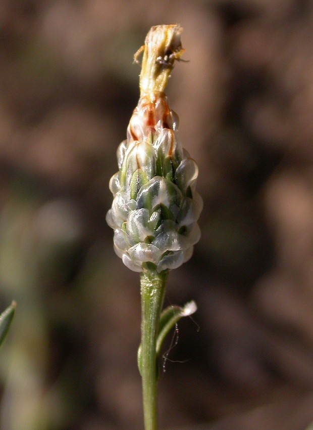 Image of Hyalea pulchella specimen.