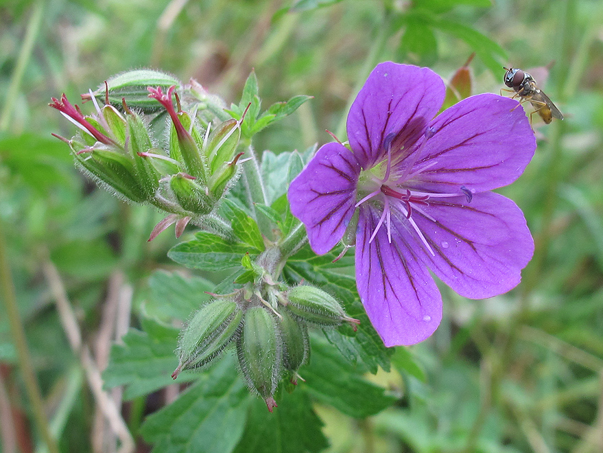 Image of Geranium sylvaticum specimen.