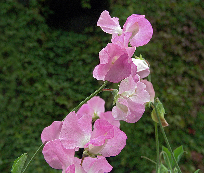 Image of Lathyrus odoratus specimen.