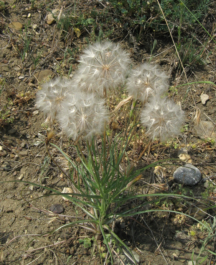 Image of Scorzonera mollis specimen.