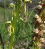 Orchis anthropophora