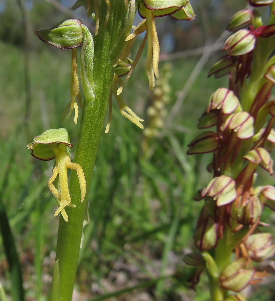 Изображение особи Orchis anthropophora.