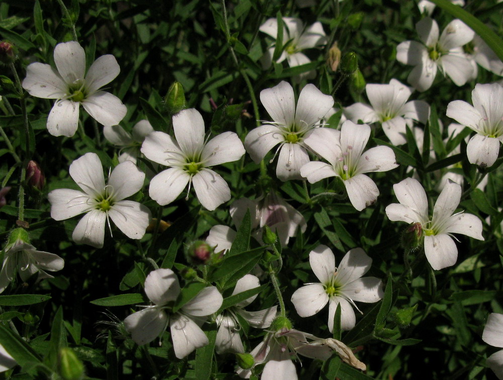 Image of Gypsophila sericea specimen.