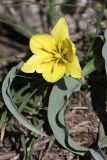 Tulipa lemmersii. Цветок и листья. Южный Казахстан, горы Каракус. 03.04.2012.