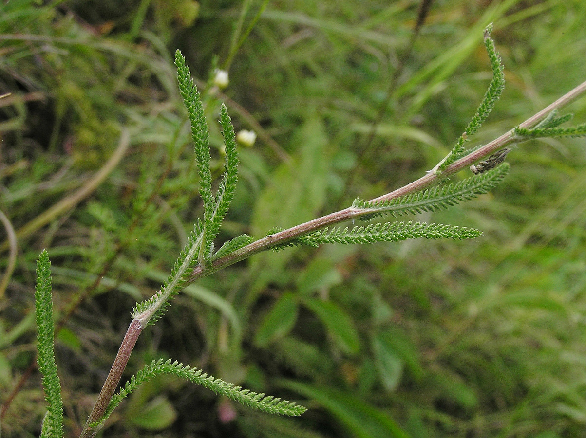 Изображение особи Achillea collina.