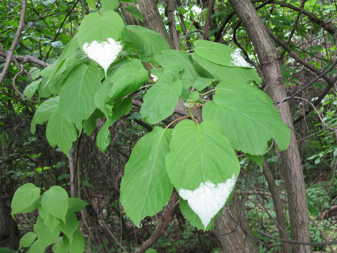 Image of Actinidia kolomikta specimen.