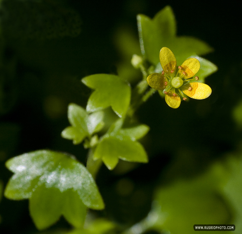 Image of Saxifraga cymbalaria specimen.